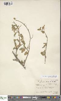 Solanum cyaneopurpureum image