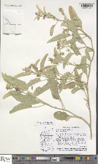 Solanum coagulans image