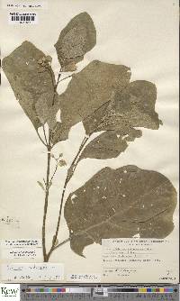 Solanum cerasiferum image