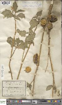Solanum cerasiferum image