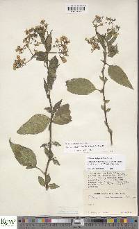 Solanum runsoriense subsp. benderianum image