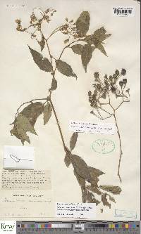 Solanum runsoriense image