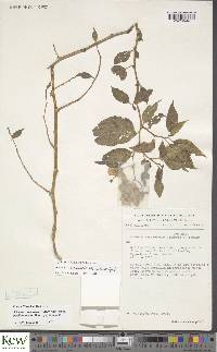 Solanum runsoriense subsp. benderianum image