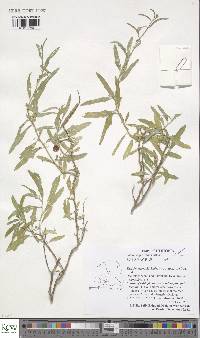 Solanum sepicula image