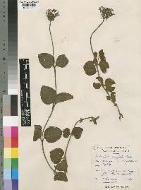 Pentanisia renifolia image