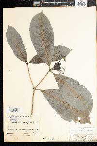 Psychotria brachyantha image